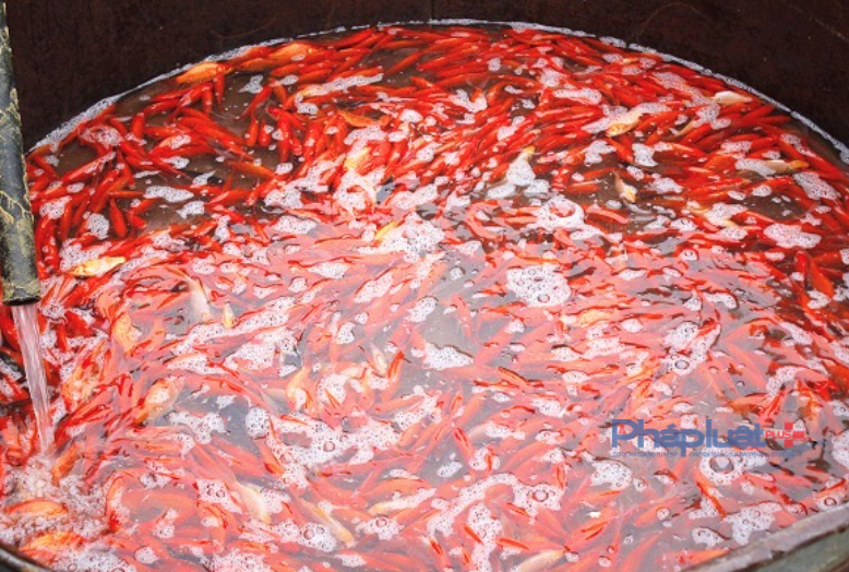 Chợ cá lớn nhất Hà Nội 