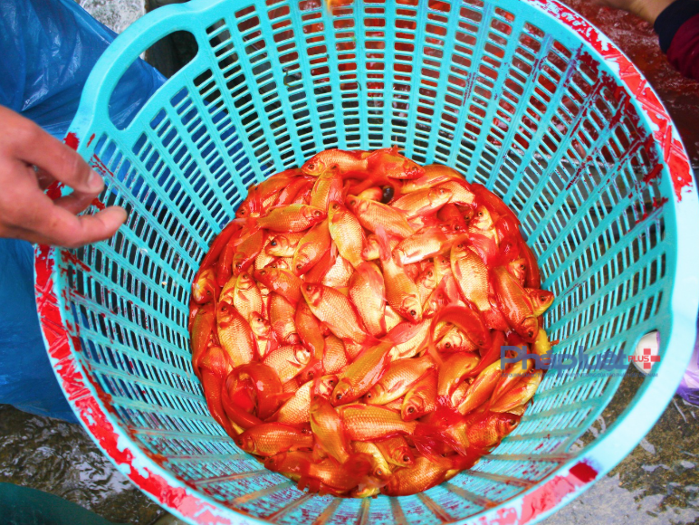 Chợ cá lớn nhất Hà Nội 