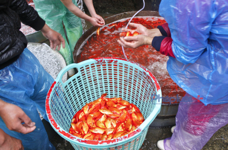 Chợ cá lớn nhất Hà Nội 