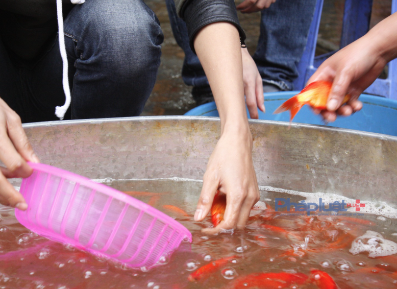 Chợ cá lớn nhất Hà Nội 