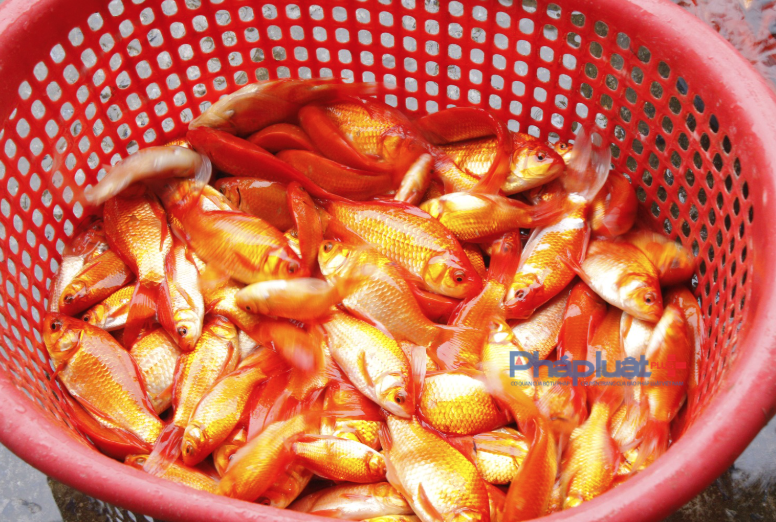 Chợ cá lớn nhất Hà Nội 