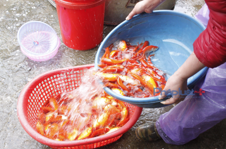 Chợ cá lớn nhất Hà Nội 