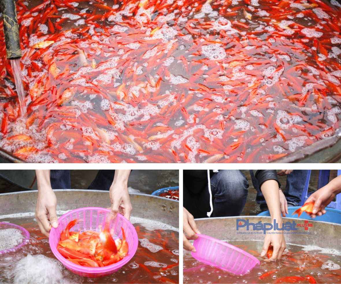 Chợ cá lớn nhất Hà Nội 