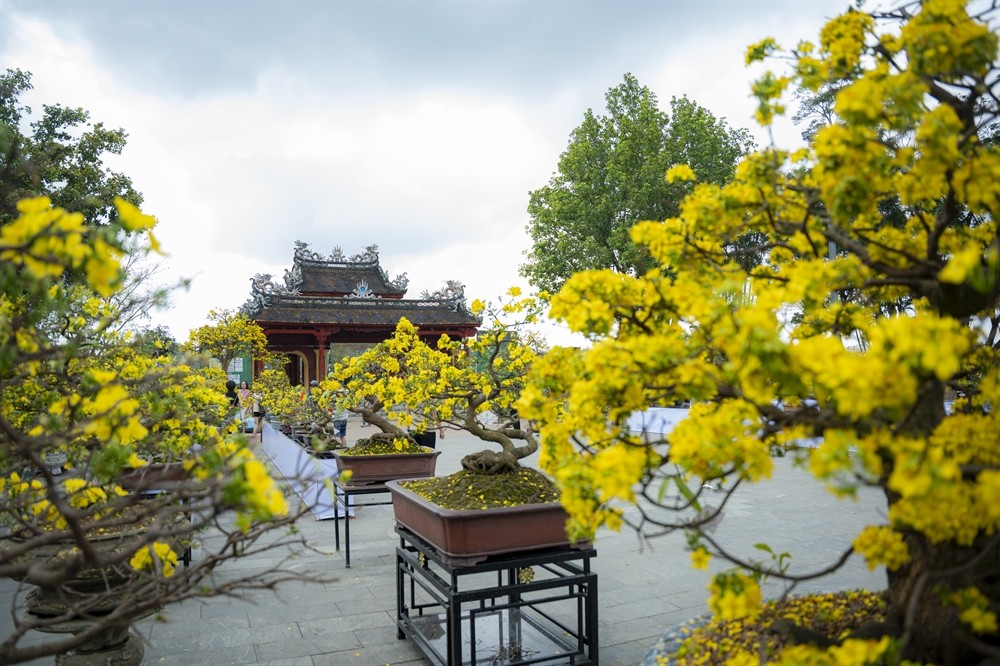 Ngày hội Hoàng mai Huế lần thứ IV - Tôn vinh sắc mai vàng Cố đô