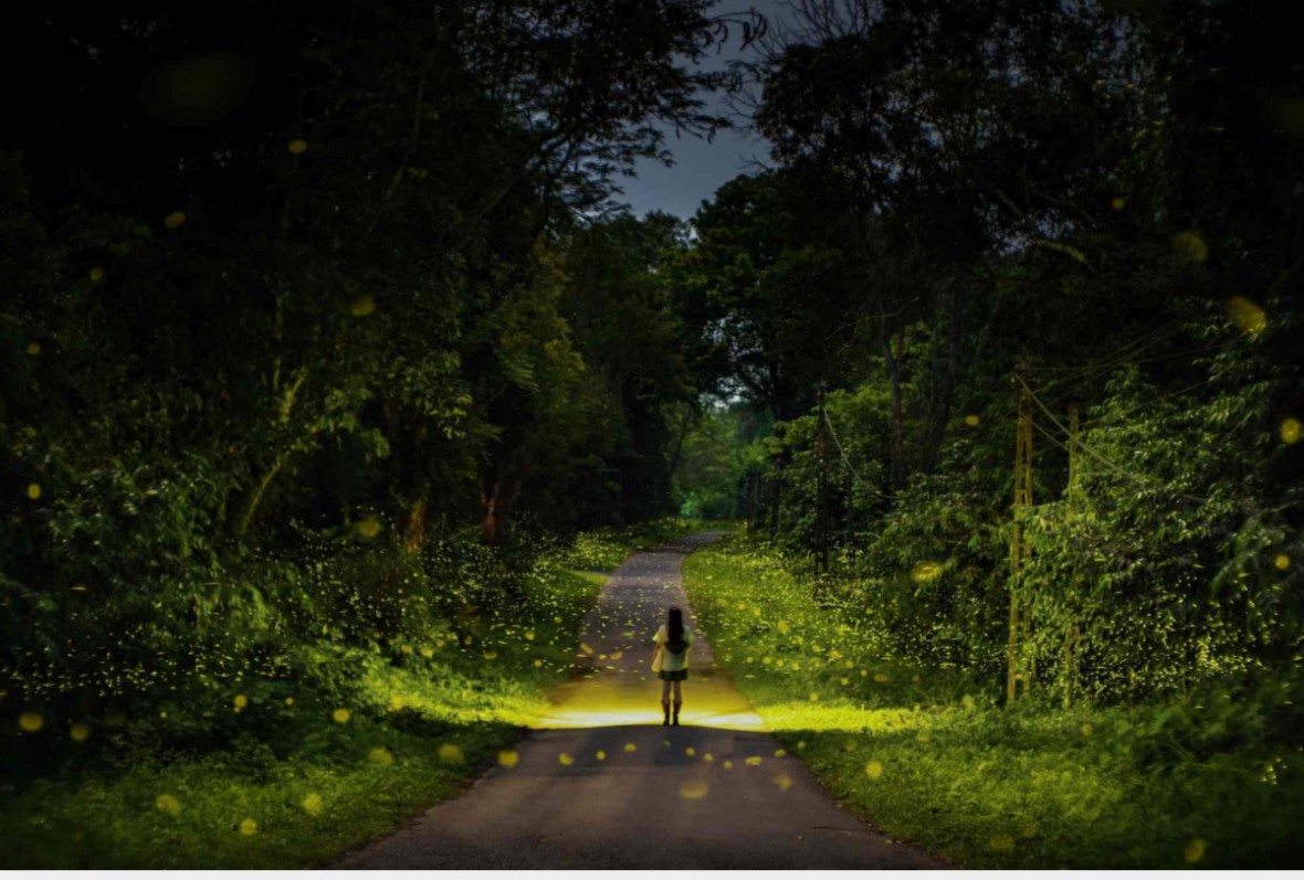 Trước 31/12/2026: Phải hoàn thành hồ sơ về ranh giới rừng