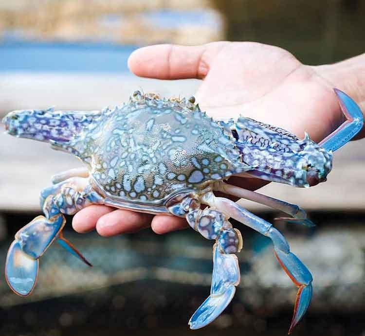 Xuất khẩu ghẹ của Việt Nam đạt gần 86 triệu USD