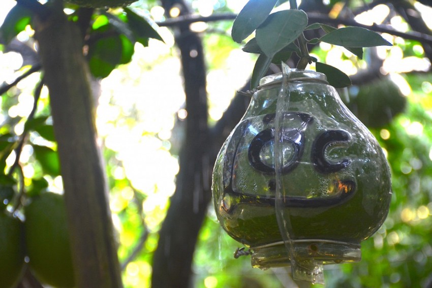 Bưởi hồ lô một sản phẩm đặc trưng, mang ý nghĩa tài lộc, may mắn trong dịp Tết.