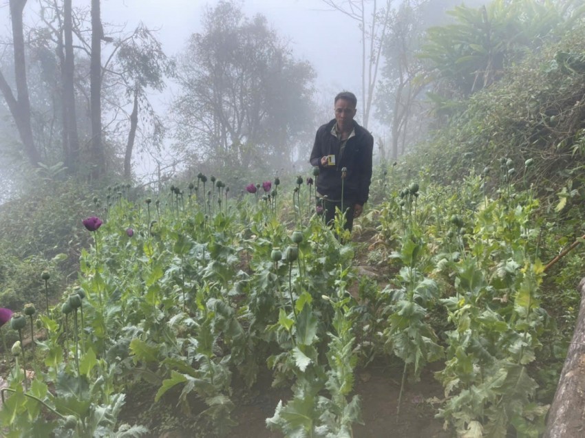 Triệt phá vườn thuốc phiện “núp bóng” nương ngô giữa rừng sâu