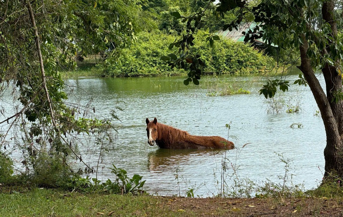 Ngựa - Linh vật của những cuộc lên đường