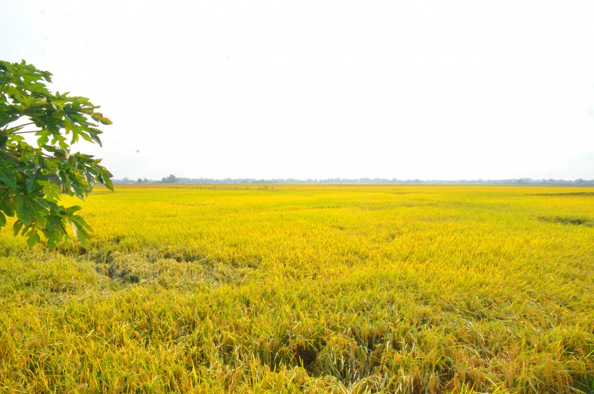 Xã Hòa Bình (Cà Mau) bứt phá mạnh mẽ trong vận hành chính quyền địa phương hai cấp