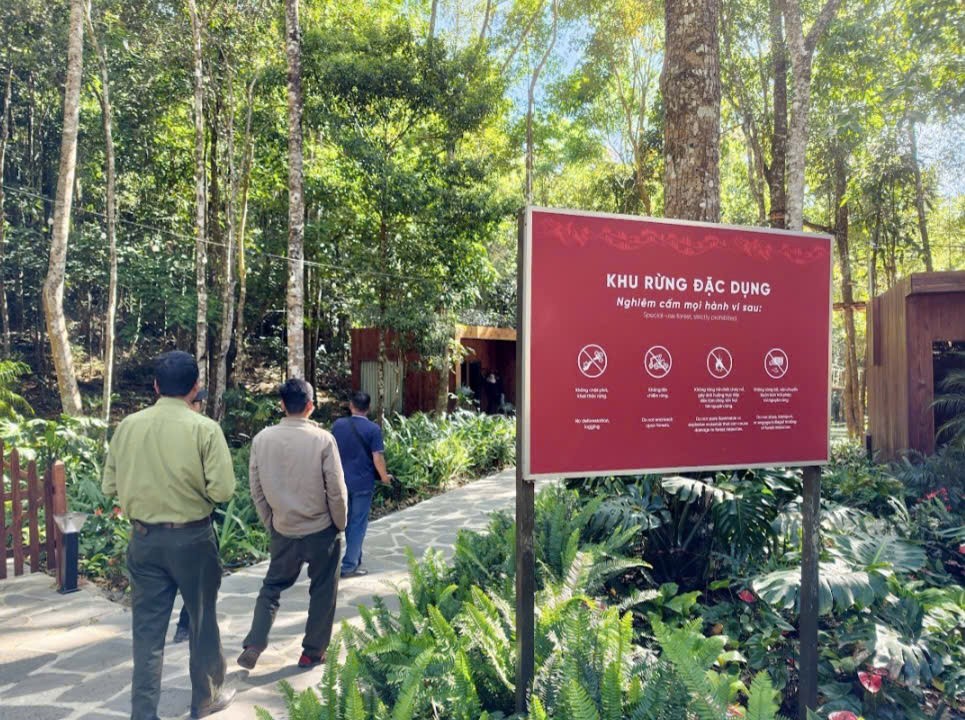 Đầu xuân khám phá “Thần mộc” 2.500 năm tuổi giữa đại ngàn núi Voi, Lâm Đồng