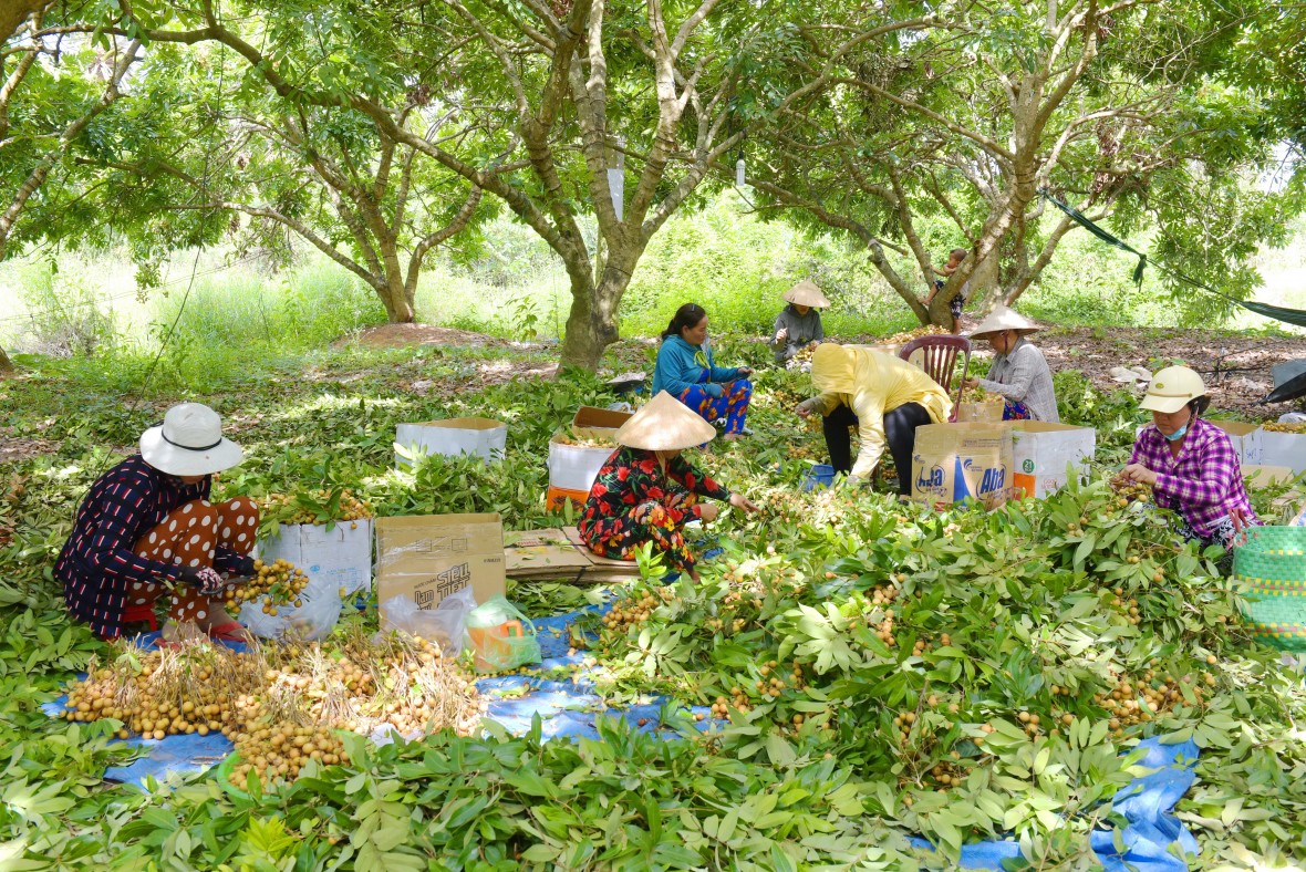 Phường Hiệp Thành (Cà Mau) bứt phá toàn diện năm 2025, tạo đà cho giai đoạn phát triển mới