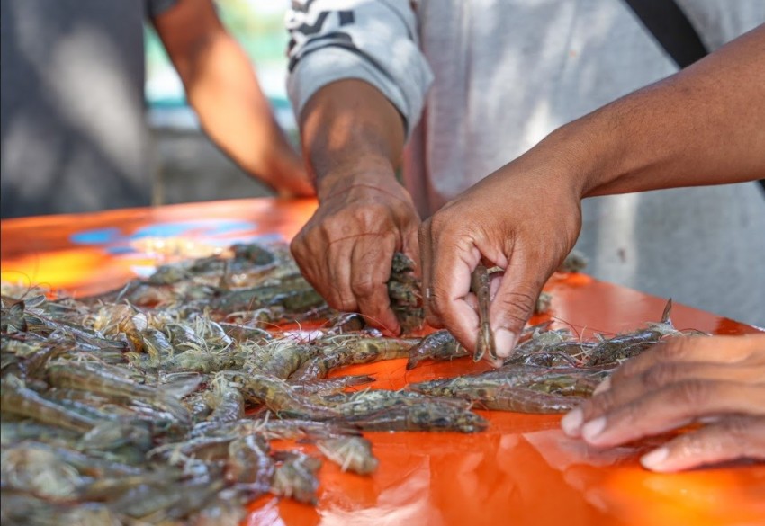 Ngành thuỷ sản nhận tin vui khi Mỹ giảm mạnh thuế chống bán phá giá với mặt hàng Tôm