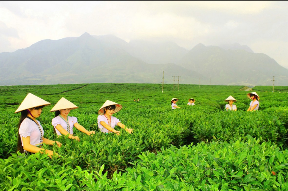 Thương mại điện tử mở ra cơ hội lớn cho đặc sản miền núi Thương mại điện tử mở ra cơ hội lớn cho đặc sản miền núi