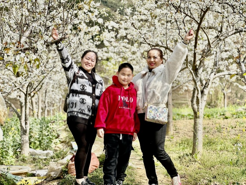 Rừng hoa Lê phủ trắng miền biên giới Phố Bảng