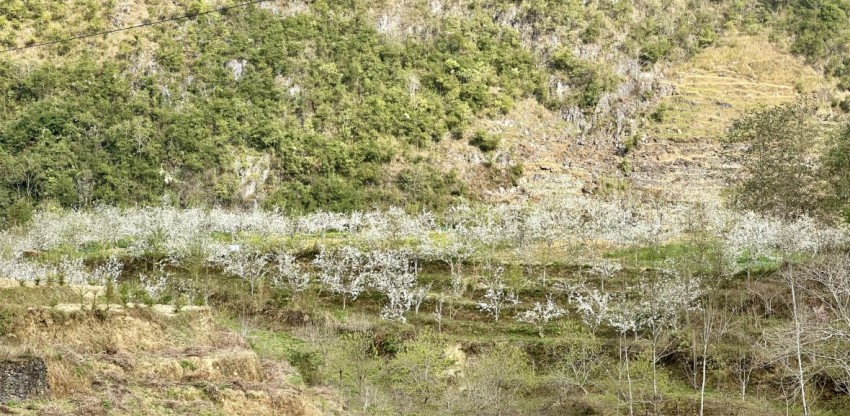 Rừng hoa Lê phủ trắng miền biên giới Phố Bảng