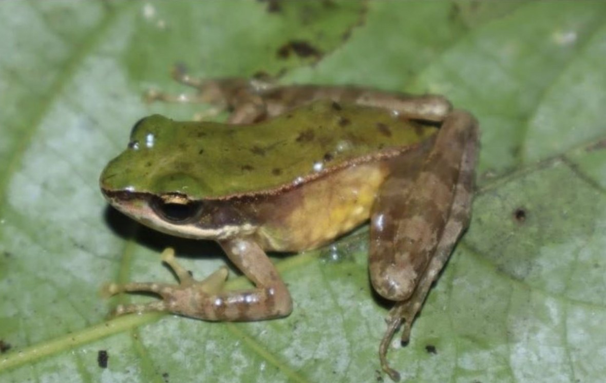 Phát hiện loài mới tại Công viên Di sản ASEAN Vũ Quang Phát hiện loài mới tại Công viên Di sản ASEAN Vũ Quang