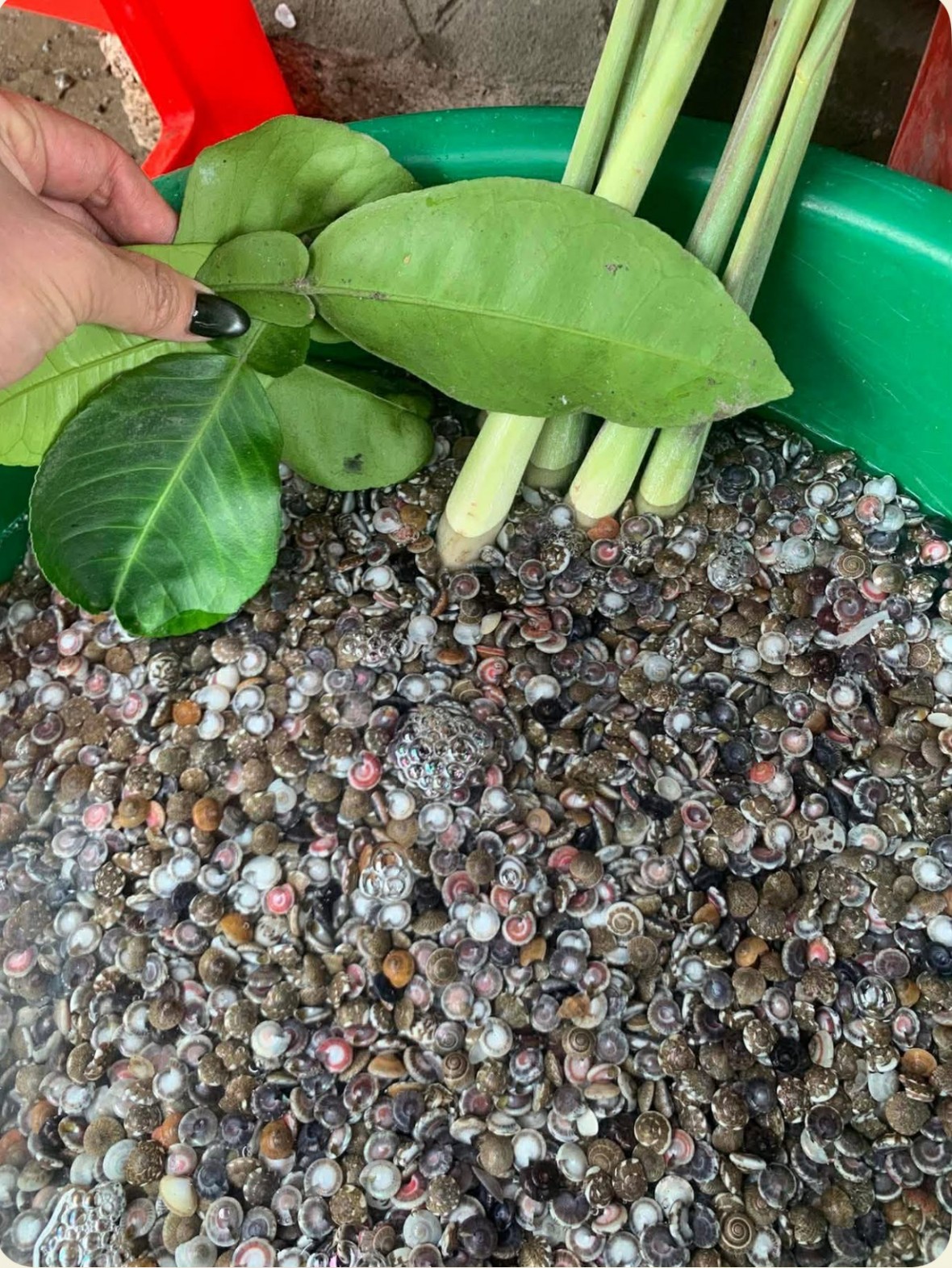 Ký ức lấp lánh ốc cườm