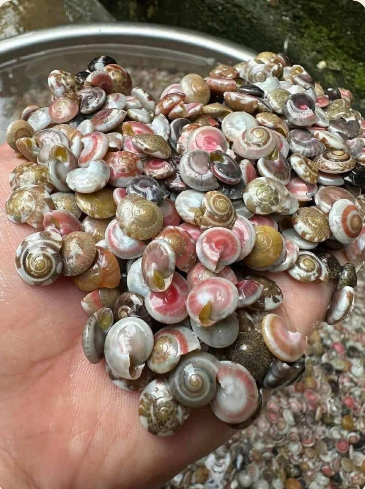 Ký ức lấp lánh ốc cườm