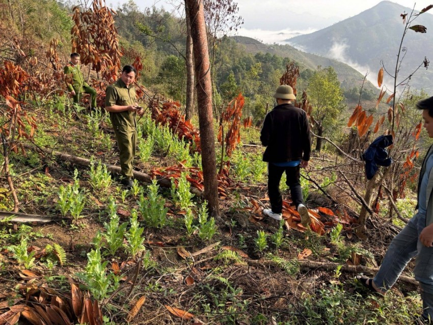 Phá nhổ 557 cây thuốc phiện trồng trái phép ở Cao Bằng Phá nhổ 557 cây thuốc phiện trồng trái phép ở Cao Bằng