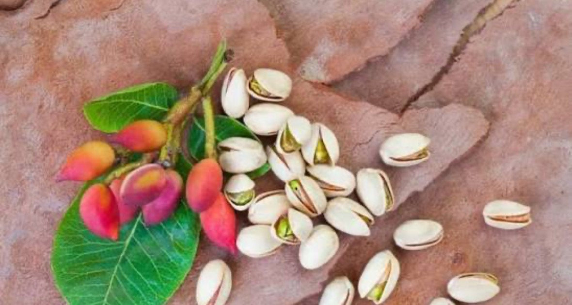 Xuất khẩu hạt dẻ cười tăng đột biến nhờ chính sách thuế ưu đãi