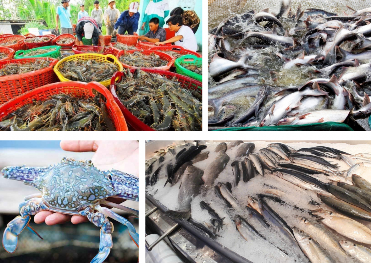 Ngành tôm tiếp tục là trụ cột lớn nhất trong bức tranh về xuất khẩu thuỷ sản