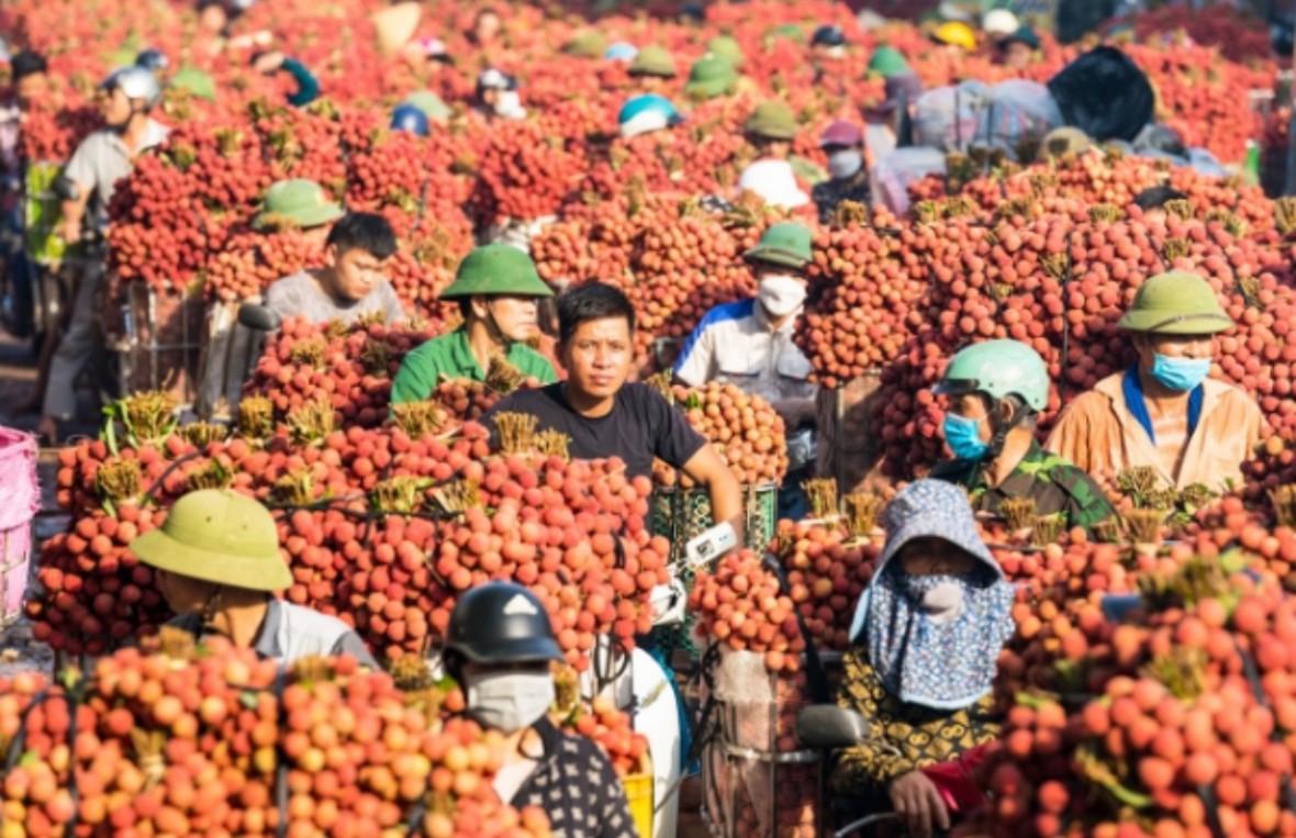 Vải thiều Bắc Ninh: Từ nông sản xuất khẩu đến sản phẩm du lịch số Vải thiều Bắc Ninh: Từ nông sản xuất khẩu đến sản phẩm du lịch số