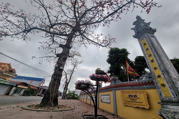 Về đền Mõ (Hải Phòng) ngắm sắc hoa trên cây gạo nhiều năm tuổi nhất Việt Nam