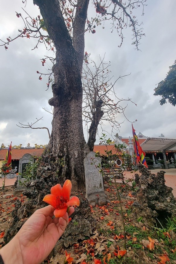 Về đền Mõ (Hải Phòng) ngắm sắc hoa trên cây gạo nhiều năm tuổi nhất Việt Nam