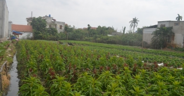 Làng hoa Sài Gòn rục rịch chờ Tết