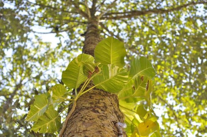 Hệ sinh th&aacute;i đa dạng sinh học VQG C&aacute;t Ti&ecirc;n.