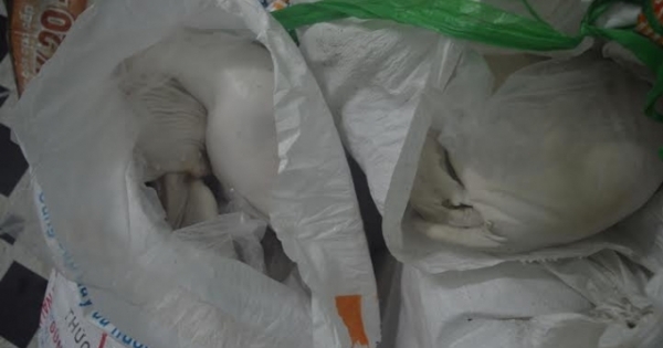 TP HCM: Bắt giữ xe khách vận chuyển hơn 3 tạ heo sữa bẩn