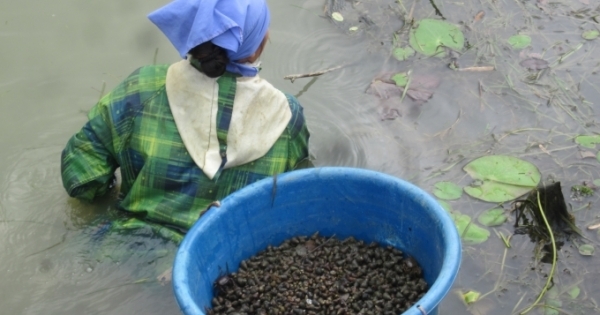 Vất vả nghề làm mắm tép tiến vua nổi tiếng một thời