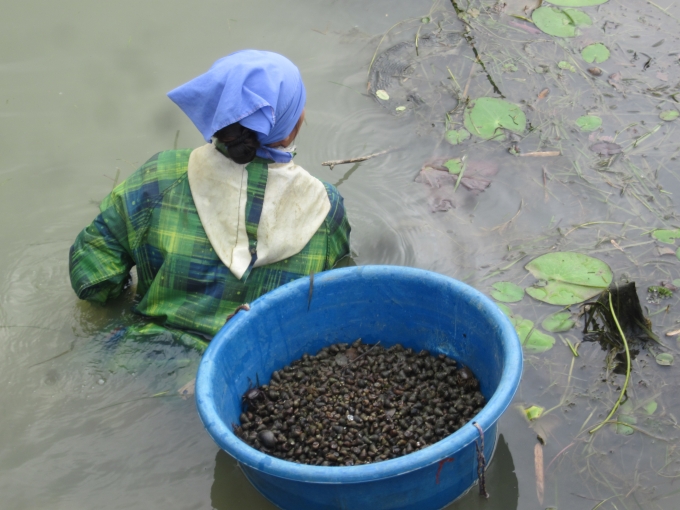 Con t&eacute;p ngon v&agrave; nhiều thường sống ở v&ugrave;ng rong r&ecirc;u.