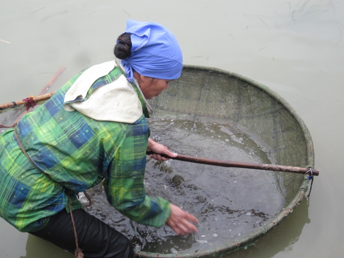 Một mẻ t&eacute;p phải được đ&atilde;i h&agrave;ng tiếng đồng hồ để ph&acirc;n loại ốc v&agrave; t&eacute;p.