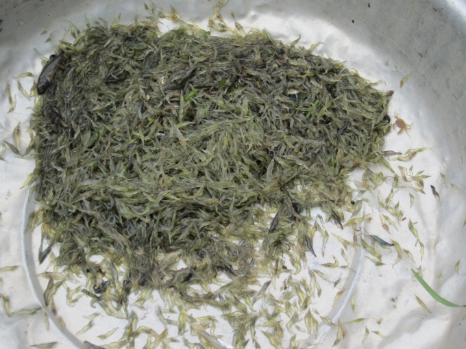 Những con t&eacute;p riu xanh trong l&agrave; c&ocirc;ng sức lao động vất vả cả ng&agrave;y trời của người l&agrave;m nghề đ&aacute;nh t&eacute;p.