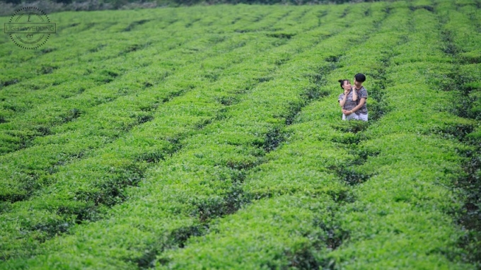 Những đồi ch&egrave; xanh t&iacute;t tận ch&acirc;n trời.