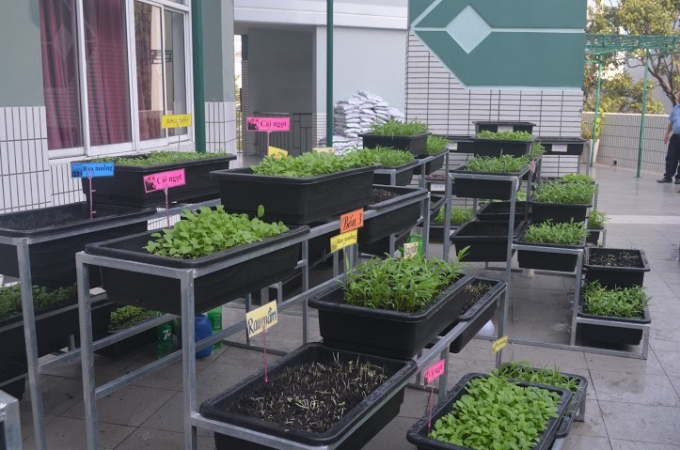 Đ&acirc;y l&agrave; vườn rau do tự tay c&aacute;c thầy c&ocirc; gi&aacute;o v&agrave; c&aacute;c em học sinh gieo trồng, chăm s&oacute;c v&agrave; thu hoạch.