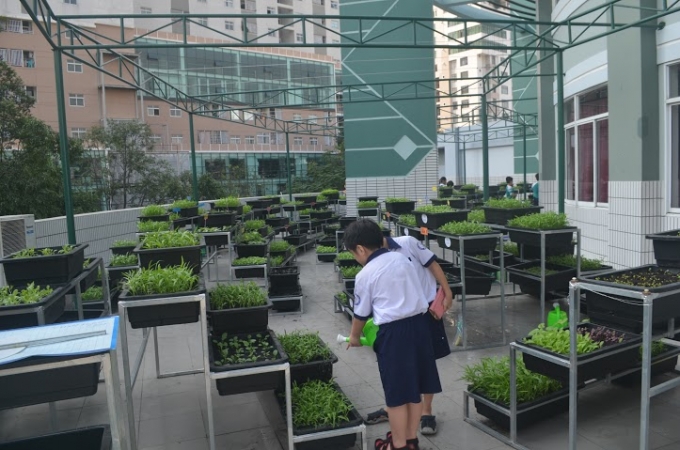 &Yacute; tưởng ra đời vườn rau th&acirc;n thiện được c&ocirc; Phạm Th&uacute;y H&agrave; - Hiệu trưởng nh&agrave; trường nung nấu từ rất l&acirc;u.