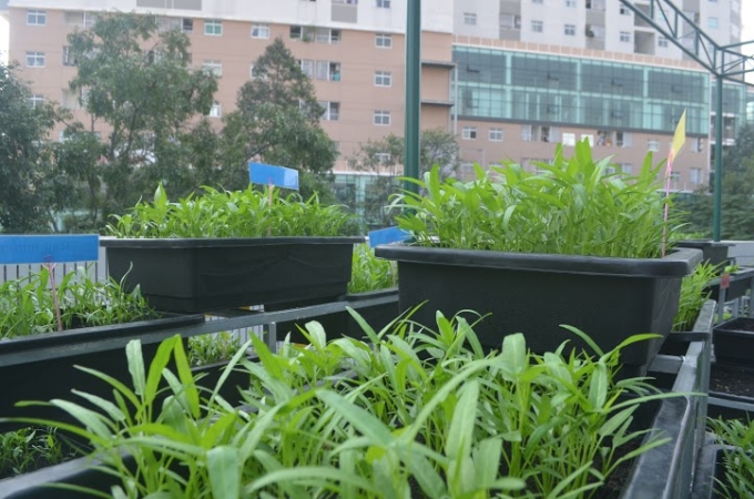 Vườn rau gi&uacute;p c&aacute;c em học sinh nhận biết v&agrave; l&agrave;m quen với c&aacute;c loại rau, c&acirc;y trồng đời thường.