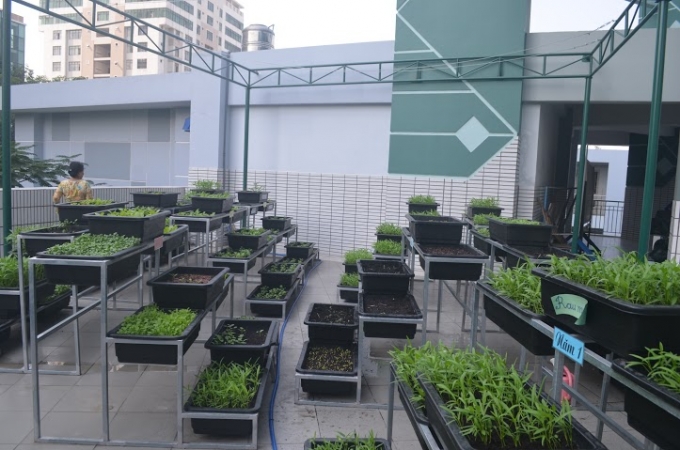 Vườn rau sau 3 tuần đ&atilde; đi v&agrave;o vụ thu hoạch đầu ti&ecirc;n trong niềm phấn khởi của thầy tr&ograve; nh&agrave; trường.