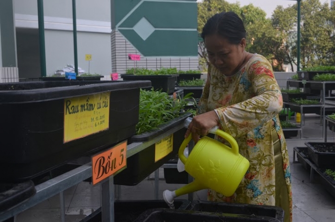 C&aacute;c c&ocirc; gi&aacute;o rất h&agrave;o hức khi vườn rau lớn nhanh mơn mởn, chờ ng&agrave;y thu hoạch.