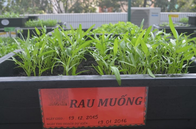 Hiện nh&agrave; trường c&oacute; khoảng 300 vựa rau đang trong thời kỳ thu hoạch.