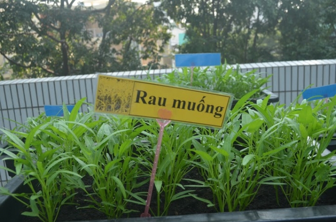 Trong thời gian đến, rau nh&agrave; trường trồng sẽ được đưa v&agrave;o bếp phục vụ lại cho c&aacute;c b&eacute; trong bữa ăn.