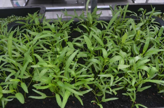 Sau khi thu hoạch, hầu hết rau đều được c&aacute;c bậc phụ huyh đặt h&agrave;ng nh&agrave; trường.