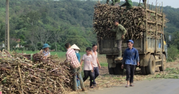 Làng mật mía đỏ lửa vào vụ đón Tết