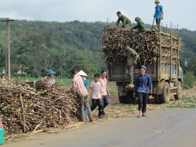 Khi gi&oacute; heo may về, c&ocirc;ng việc thu hoạch m&iacute;a bắt đầu (khoảng từ th&aacute;ng 9 &acirc;m lịch h&agrave;ng năm).