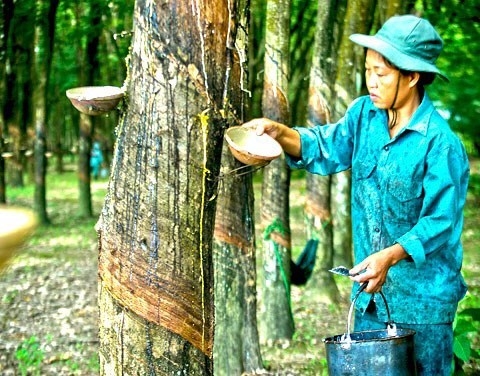 &nbsp;        Thủ tướng Ch&iacute;nh phủ cho ph&eacute;p Tập đo&agrave;n C&ocirc;ng nghiệp cao su Việt Nam được tho&aacute;i vốn tại 5 C&ocirc;ng ty thủy điện theo phương thức thỏa thuận trực tiếp.