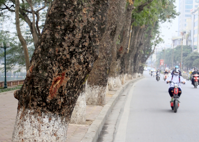 Đ&acirc;y l&agrave; lần thứ ba Sở X&acirc;y dựng H&agrave; Nội cấp giấy ph&eacute;p cho C&ocirc;ng ty C&acirc;y xanh chặt hạ, đ&aacute;nh chuyển h&agrave;ng trăm c&acirc;y ven trục đường t&agrave;u điện ngầm Nhổn - Ga H&agrave; Nội để phục vụ thi c&ocirc;ng.