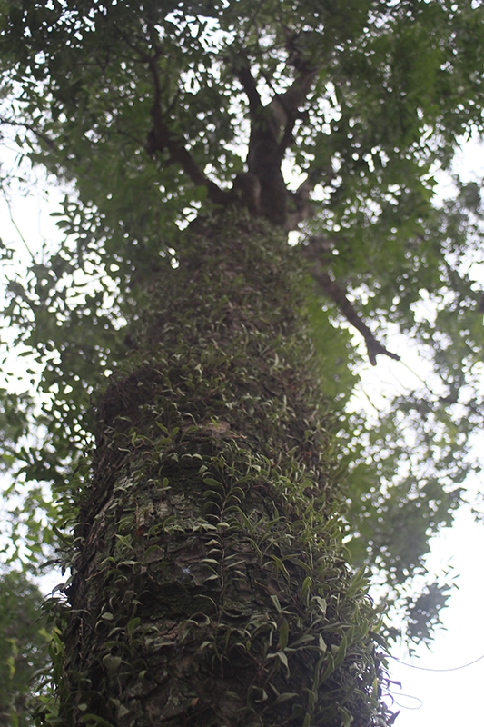 H&agrave;ng c&acirc;y cổ thụ l&acirc;u năm tại hồ Thủ Lệ đ&atilde; gắn b&oacute; với nhiều thế hệ người d&acirc;n H&agrave; Th&agrave;nh